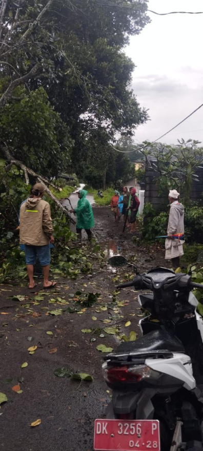 Pohon Tumbang Akibat Cuaca Buruk